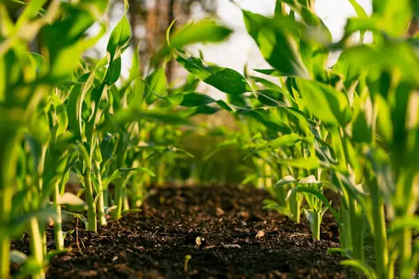 Farm Selection
